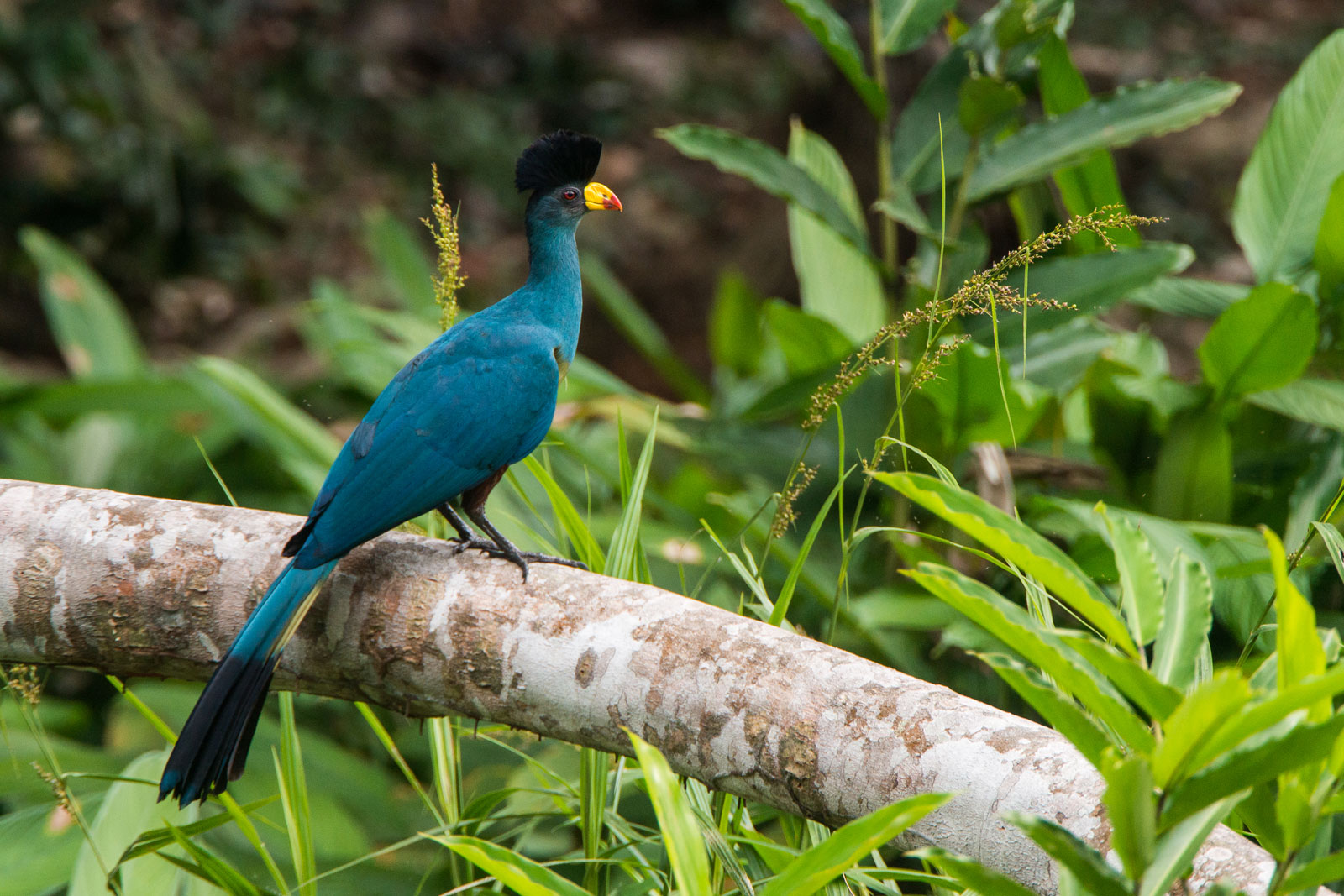 Great-blue-turaco-congo_Pete-Oxford