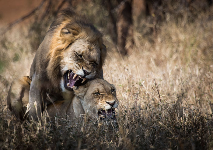 A lion family in the making - Africa Geographic