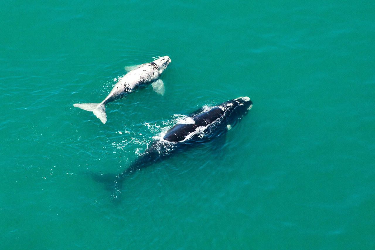 southern right whale and calf south africa ©scott ramsay