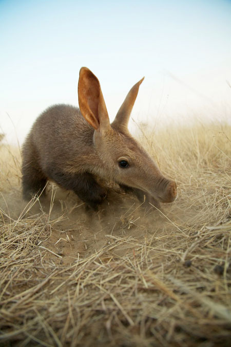 Meet Barkie, the baby aardvark - Africa Geographic