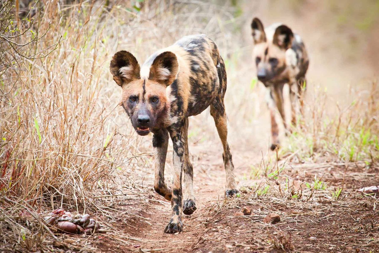wild dog isimangaliso south africa ©scott ramsay