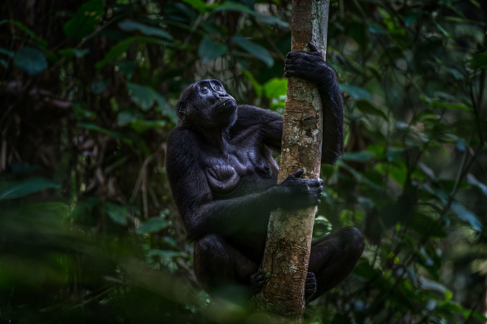 congo-gorilla-1_Michael-Viljoen