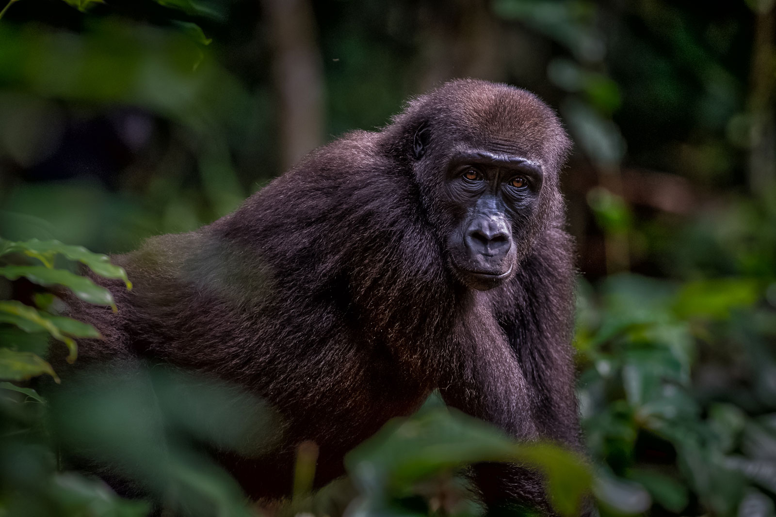 congo-gorillas-2_Michael-Viljoen