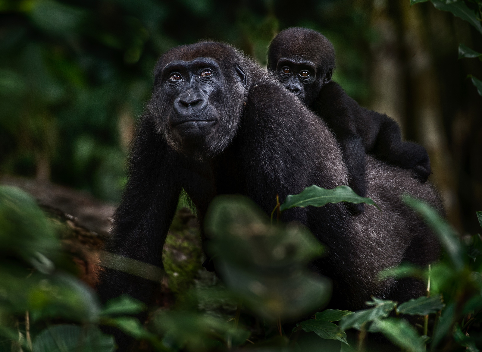 congo-gorillas-4_Michael-Viljoen