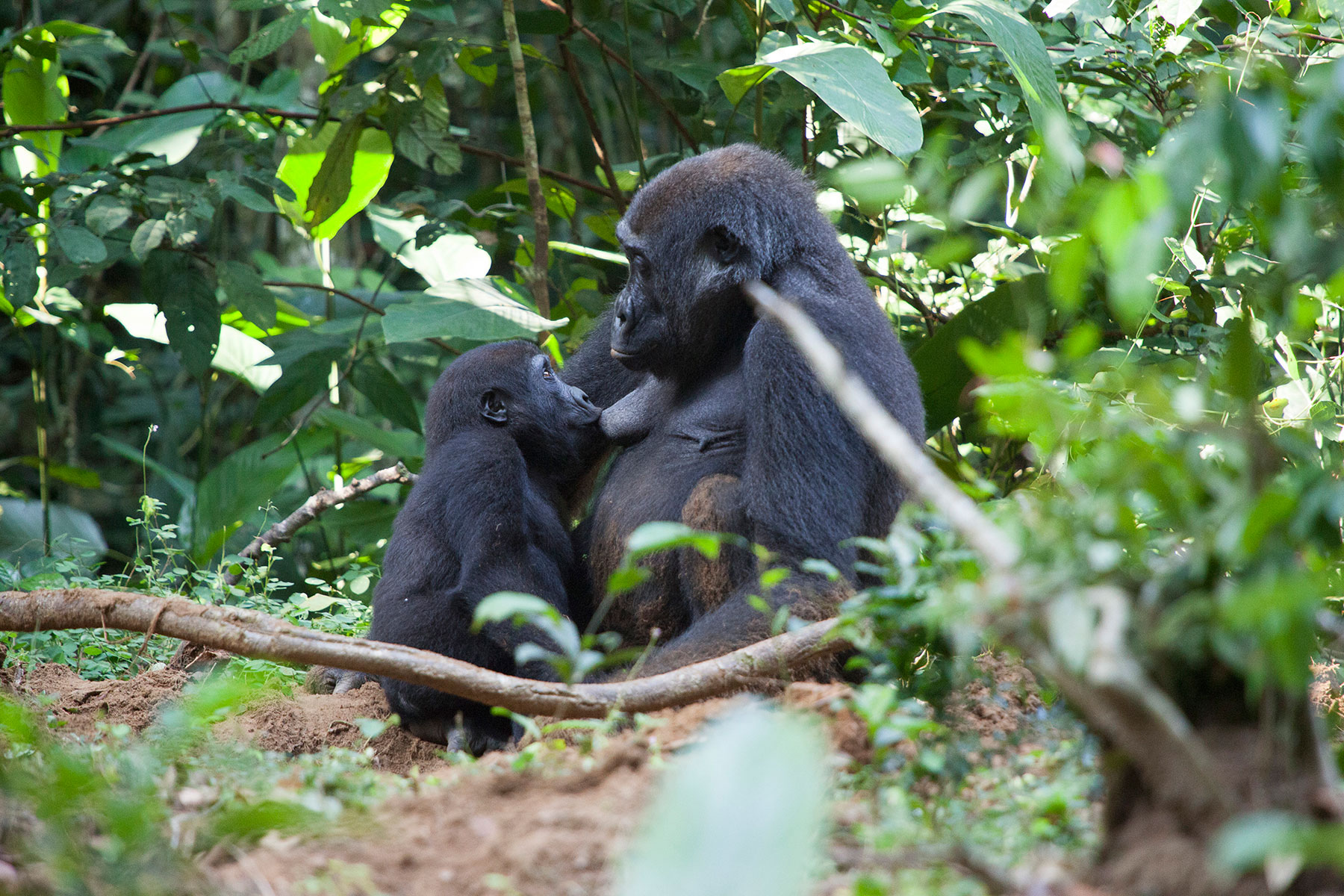 congo-gorillas-sophie-smith-4