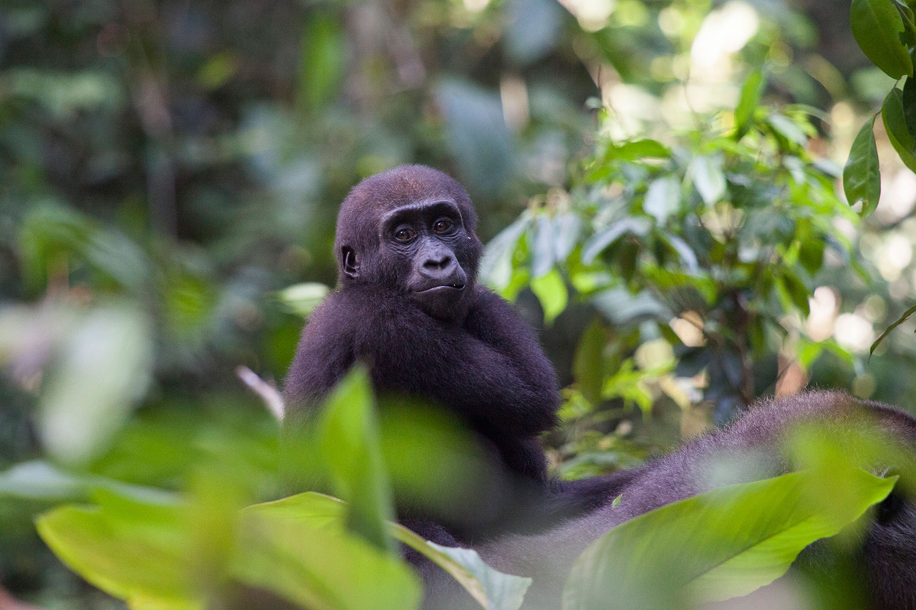 congo-gorillas-sophie-smith-header