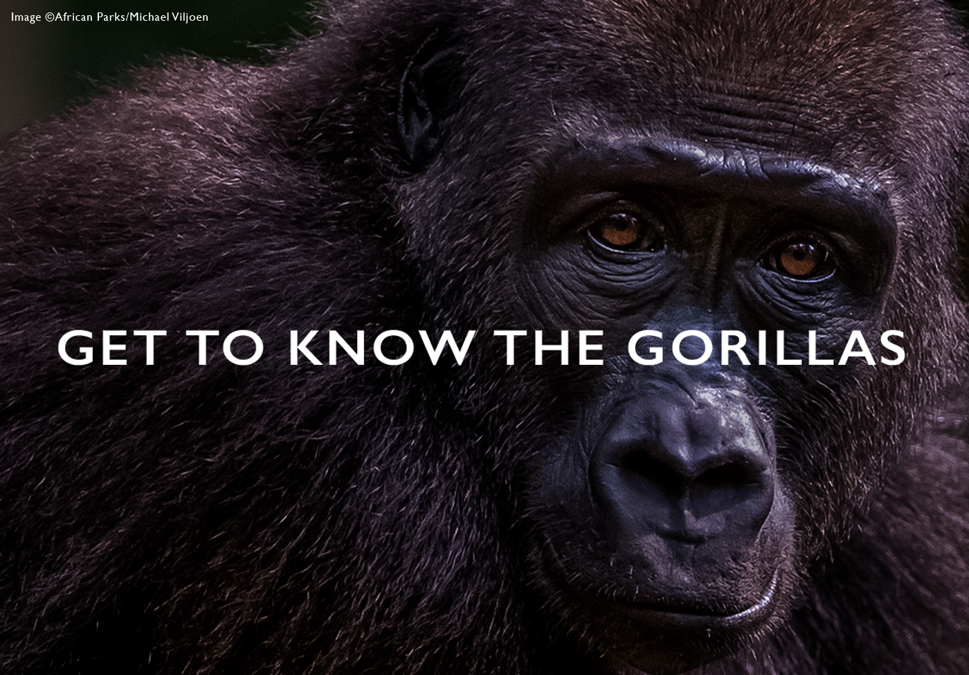 Get To Know The Gorillas