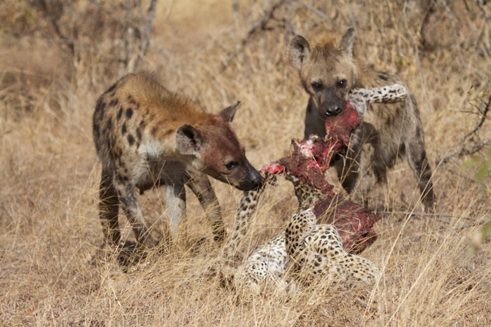 What are some of the hyena's predators?