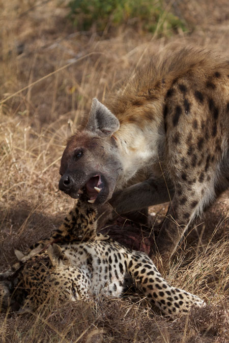 Hyenas kill a leopard - Africa Geographic