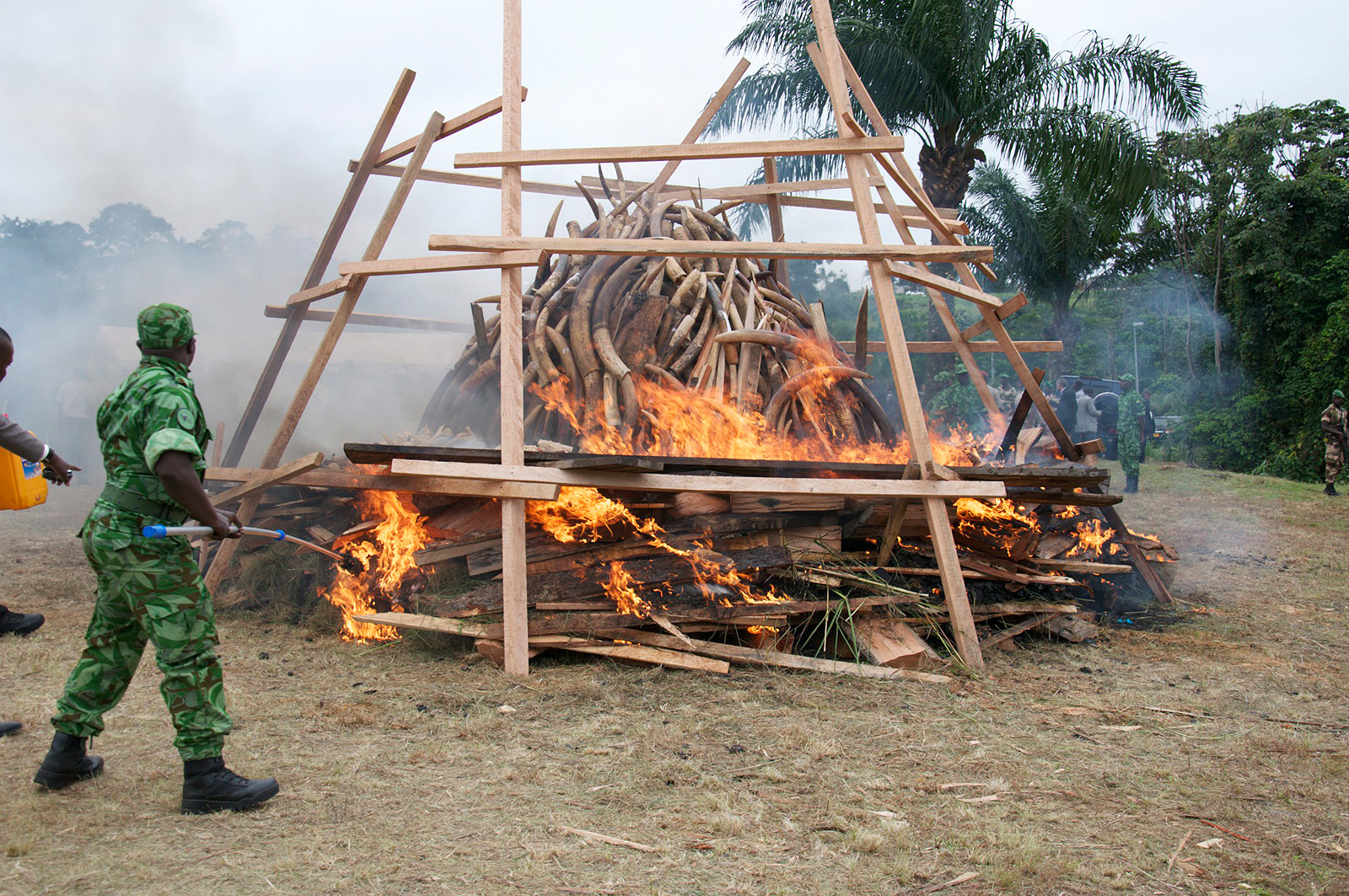 ivory-burn-gabon-africa-geographic-2