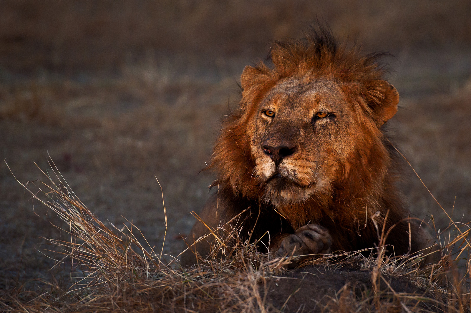 lion-canned-hunting-africa-geographic-©WimVorster