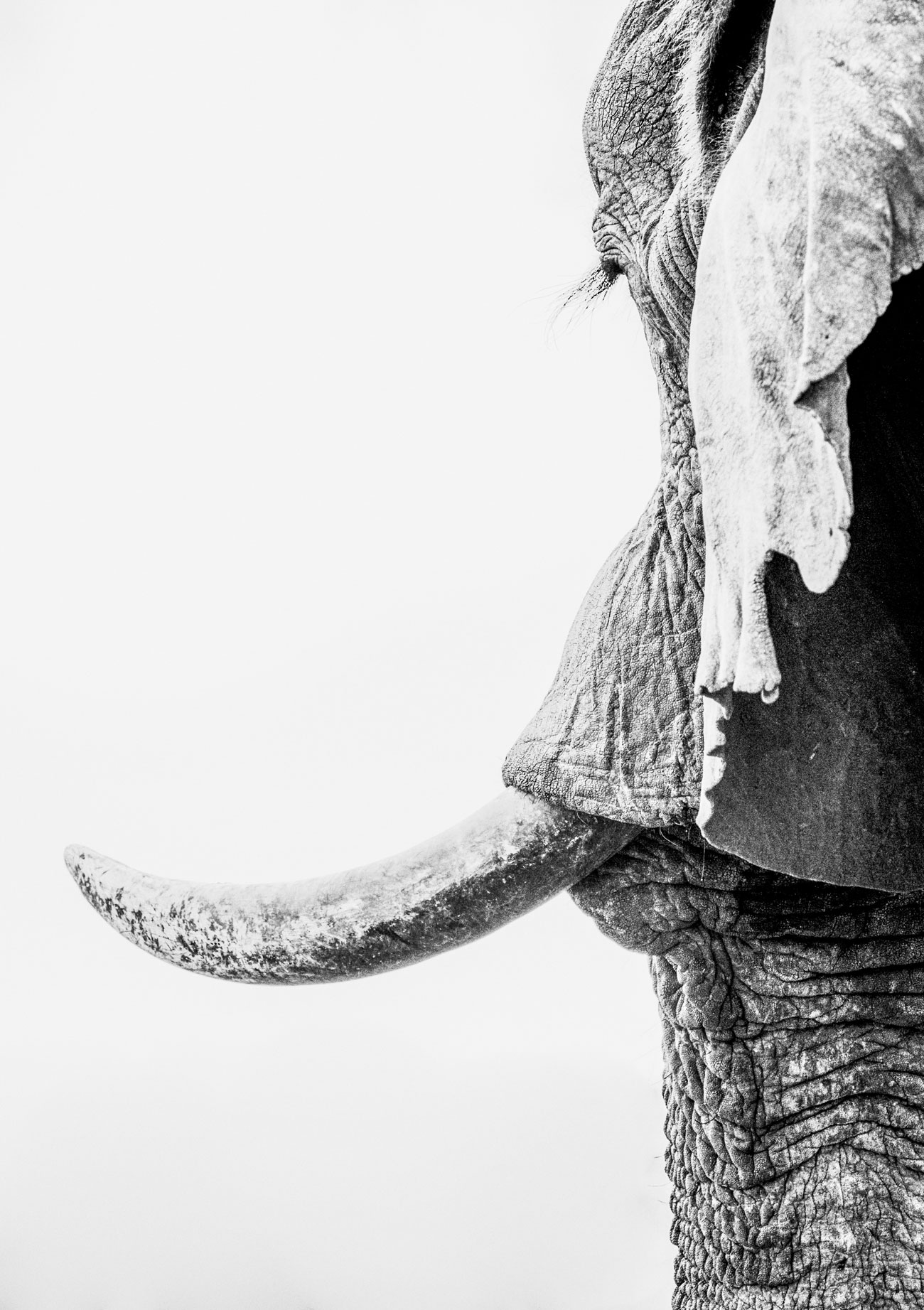 world-elephant-day-Corlette-Wessels