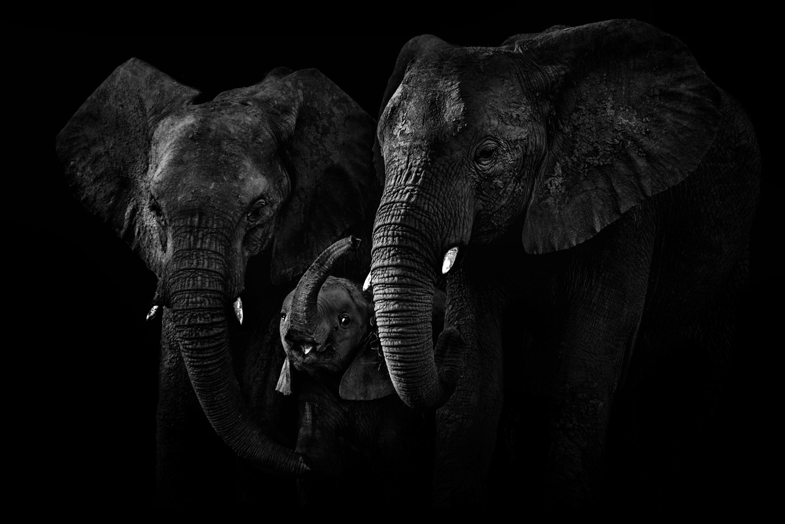 world-elephant-day-Ed-Hetherington