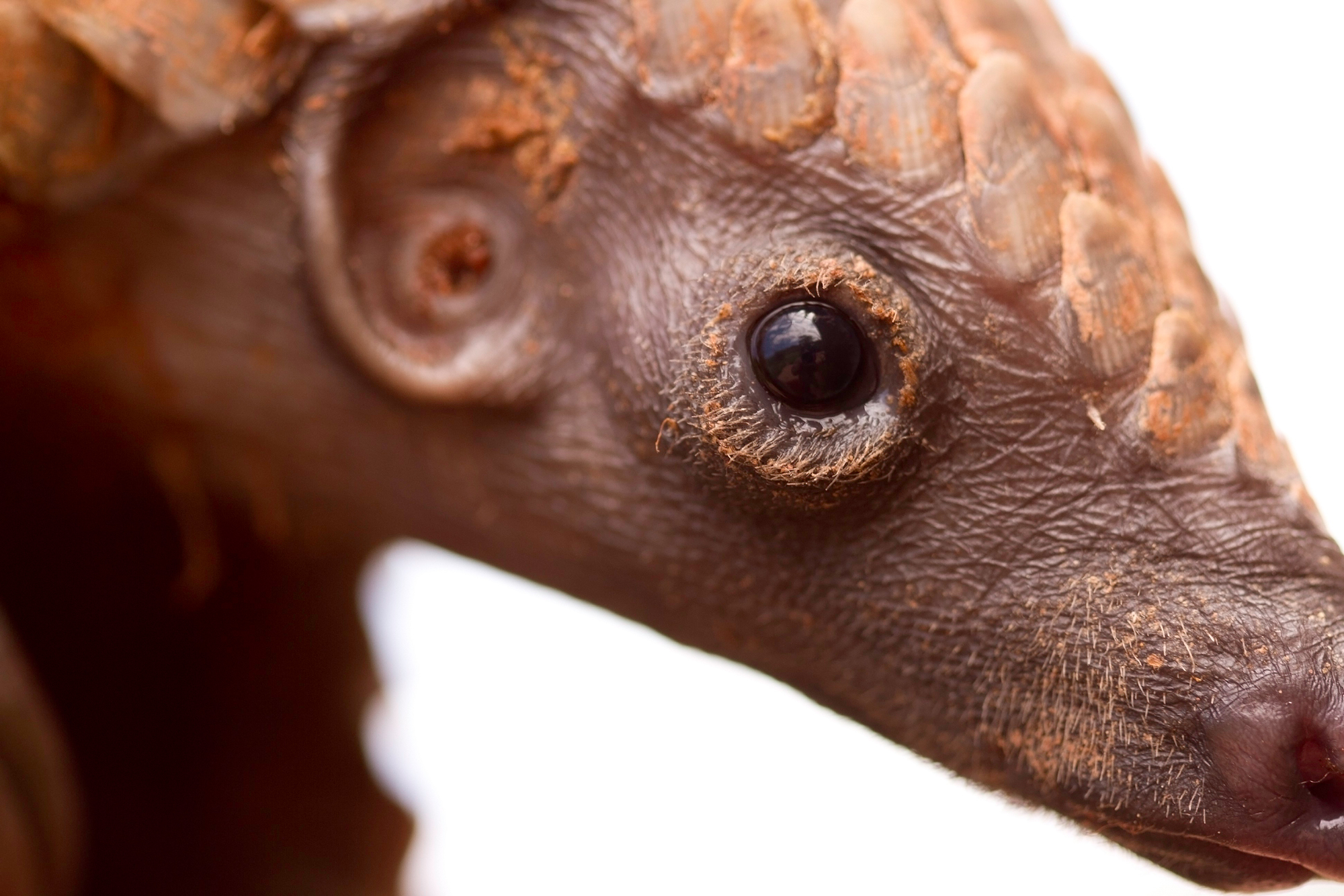 Up close with a young ground pangolin 