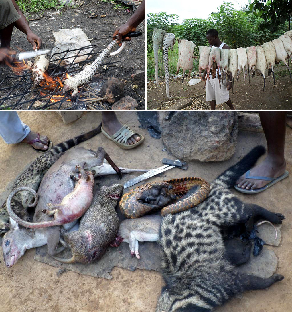 pangolins