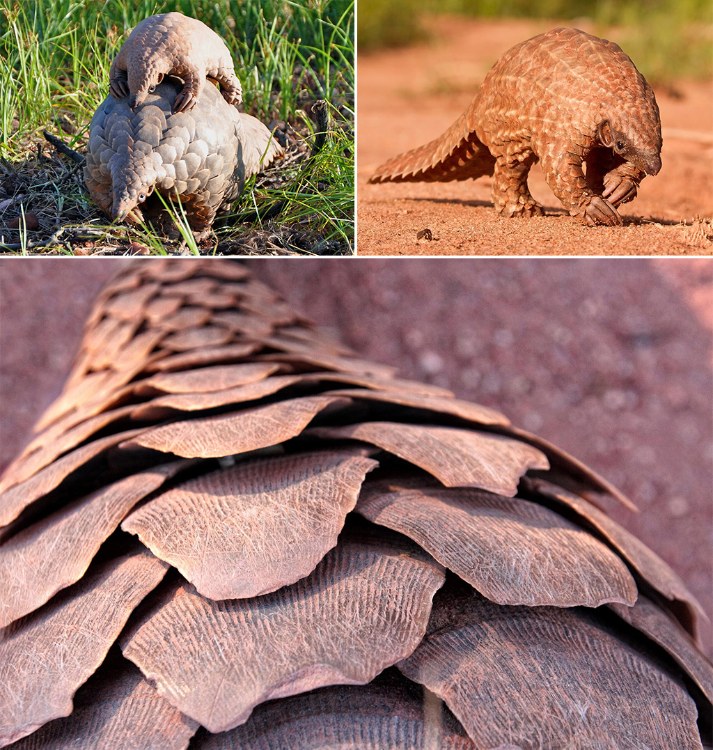 pangolin claws