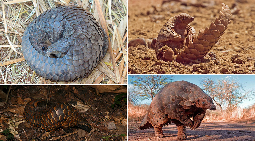 How long is a spitting cobra? According to Cape Snake Conservation, the  forest cobra is the largest true cobra, reaching 10 feet (3 m), and  Ashe's spitting cobra is 9 feet (2.7