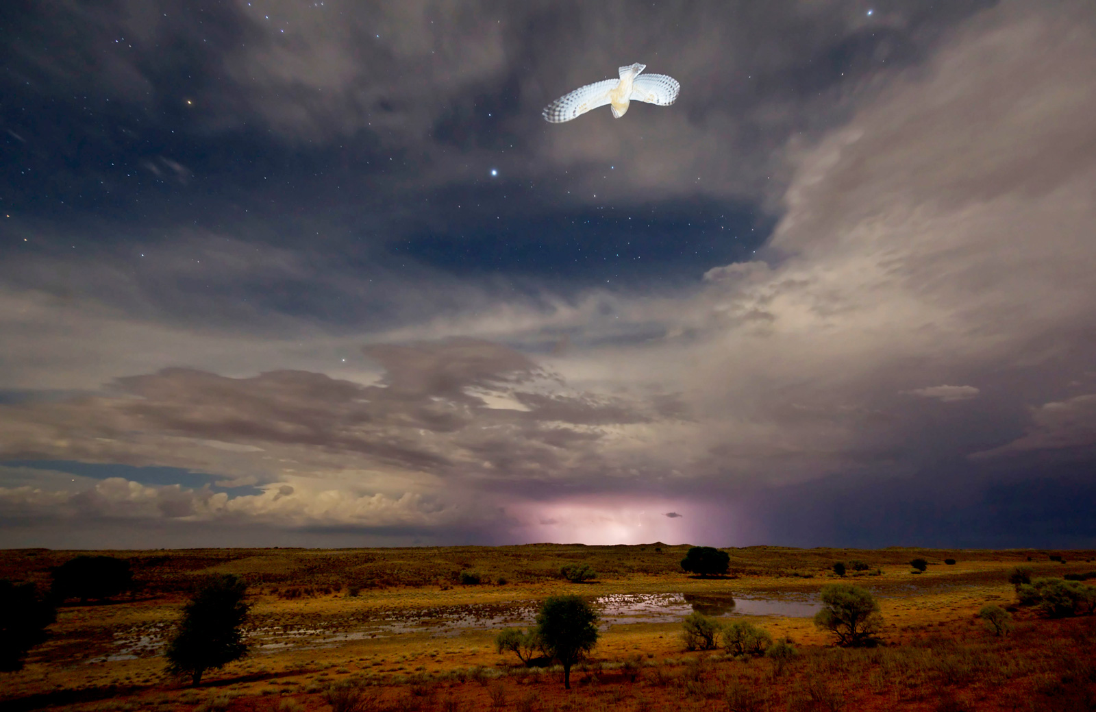 Hannes-Lochner-Kalahari-barn-owl