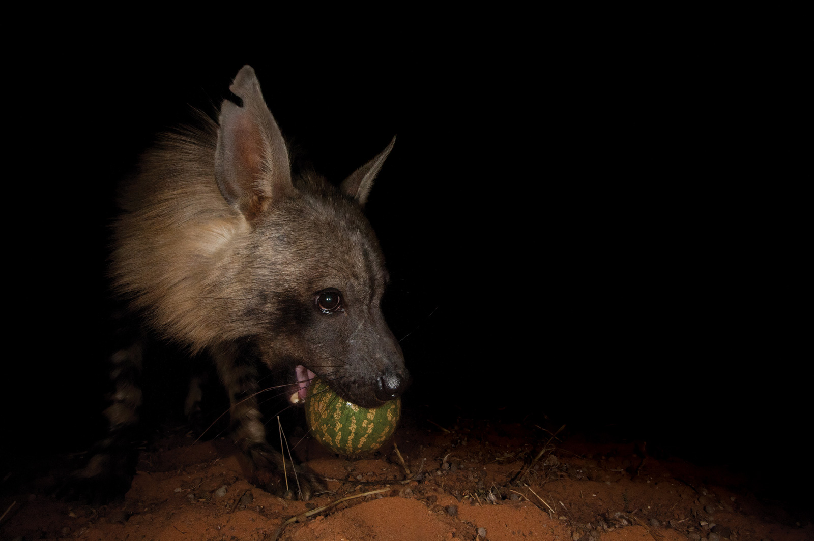 Hannes-Lochner-Kalahari-brown-hyena-apple