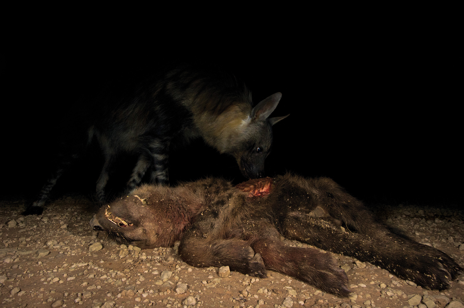 Hannes-Lochner-Kalahari-brown-hyena-eats-spotted-hyena