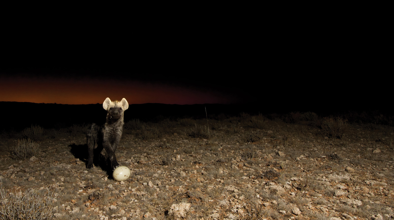 Hannes-Lochner-Kalahari-hyena-egg