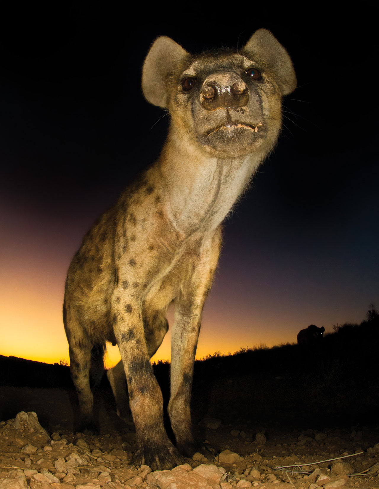 Hannes-Lochner-Kalahari-hyena-guard