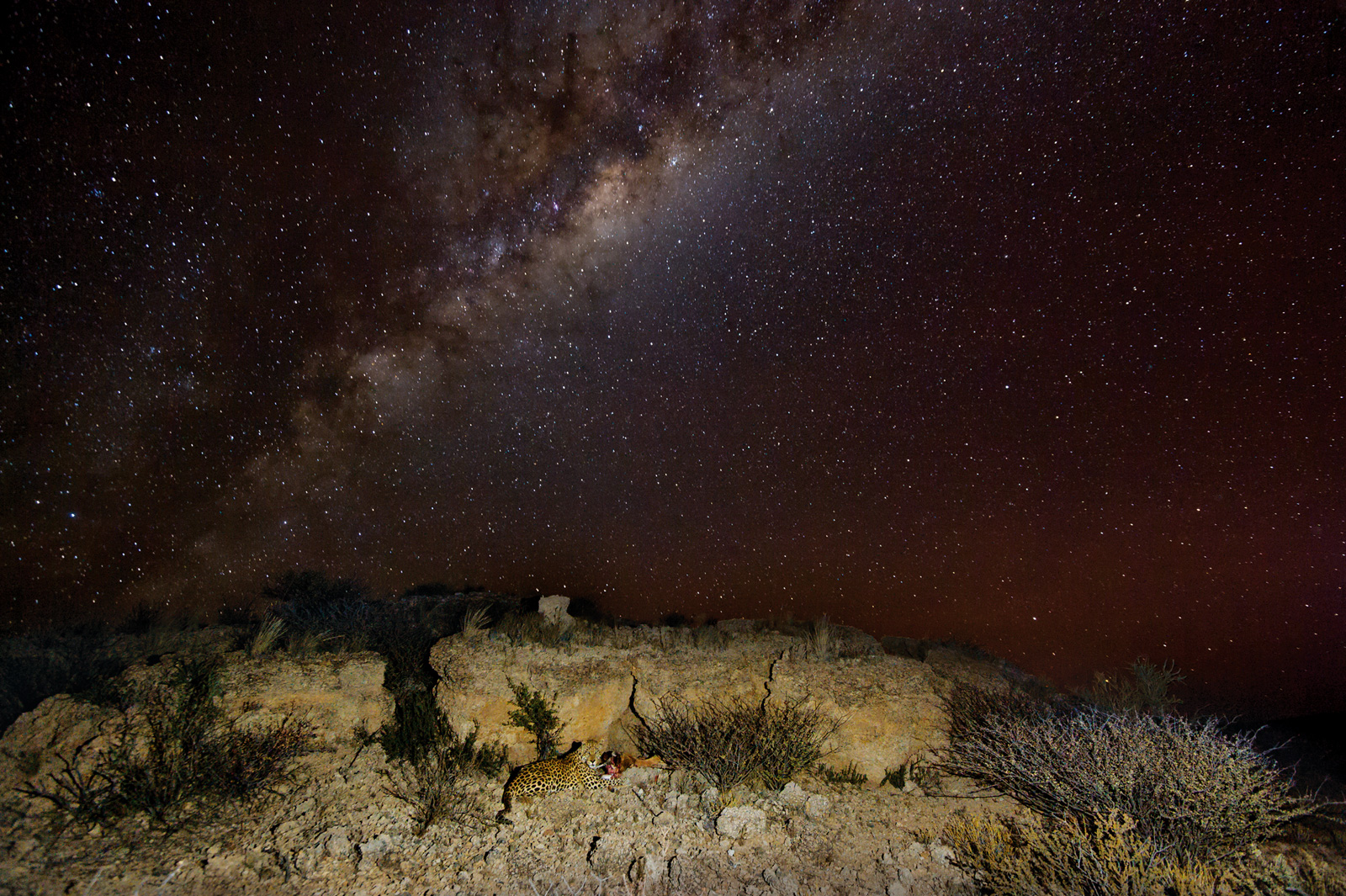 Hannes-Lochner-Kalahari-leaprd-milky-way