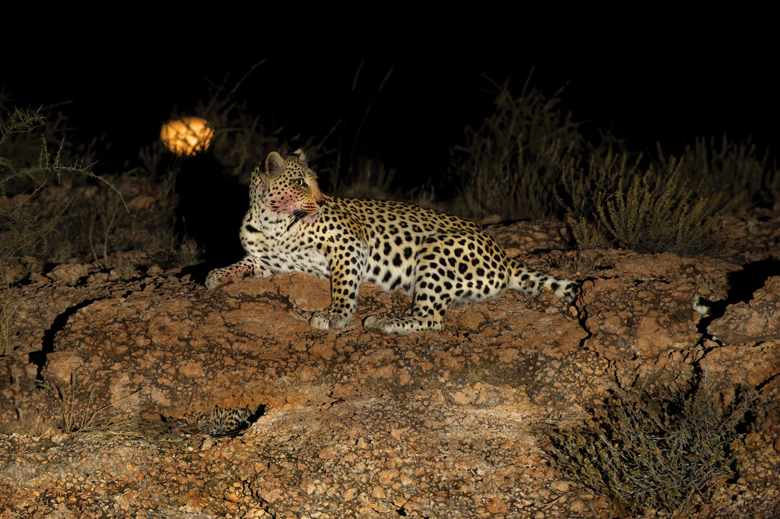 Hannes-Lochner-Kalahari-leopard-and-cub