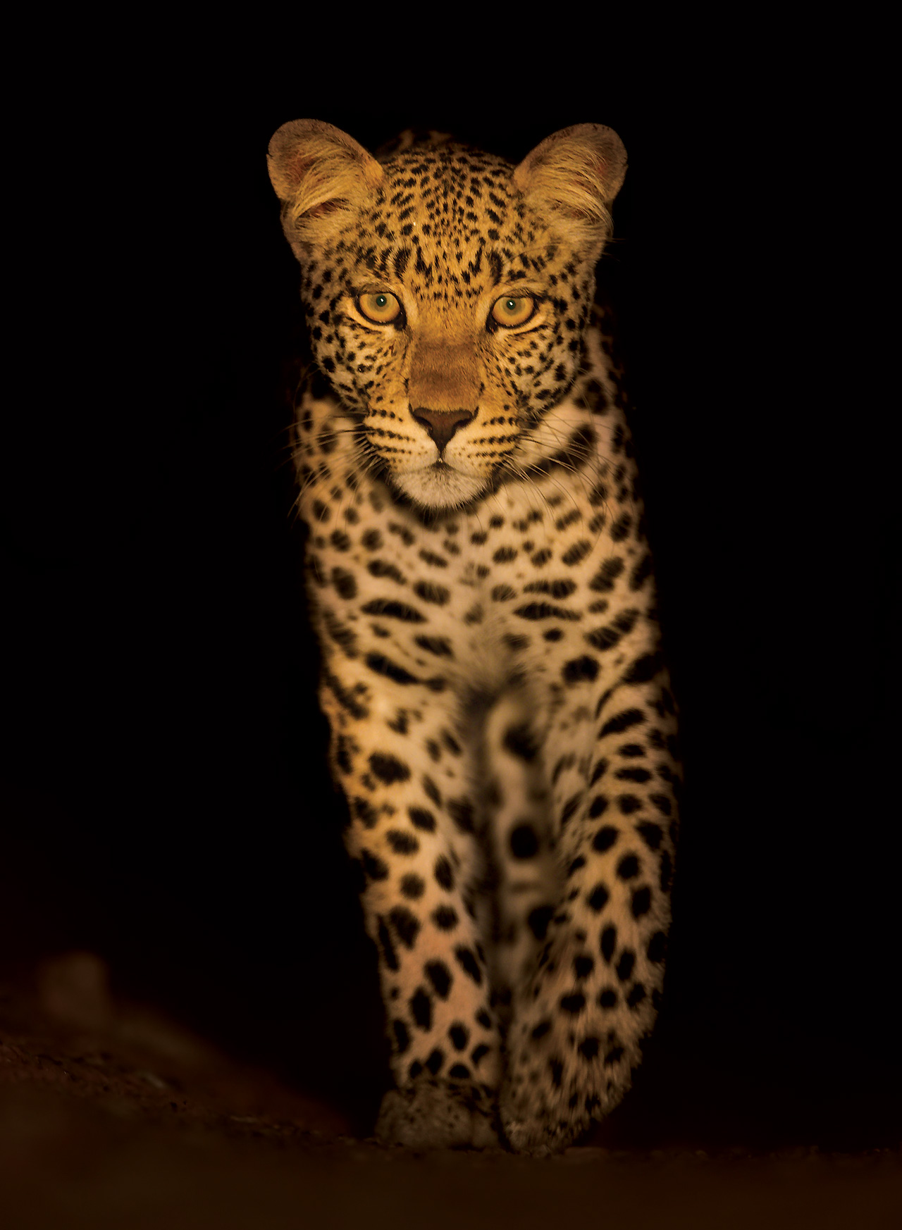 Hannes-Lochner-Kalahari-leopard-walking