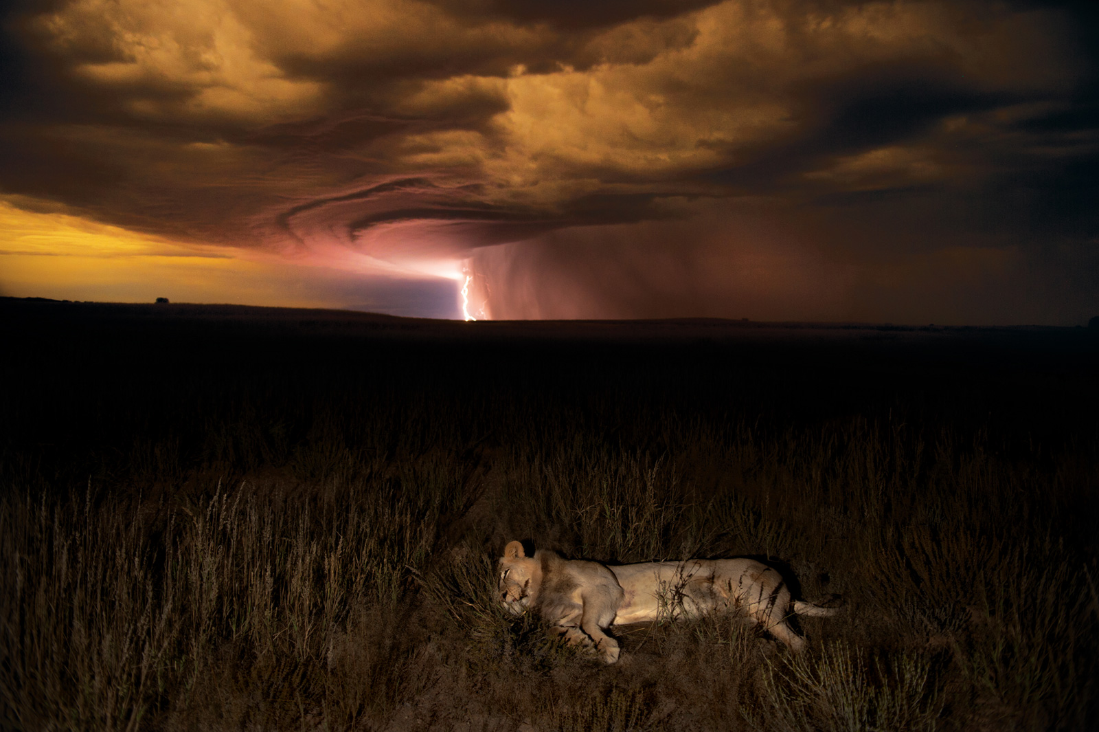 Hannes-Lochner-Kalahari-lion-lightning