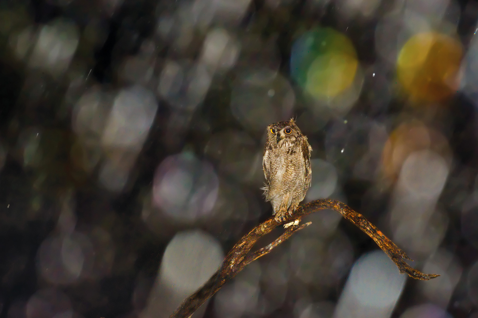 Hannes-Lochner-Kalahari-spotted-eagle-owl