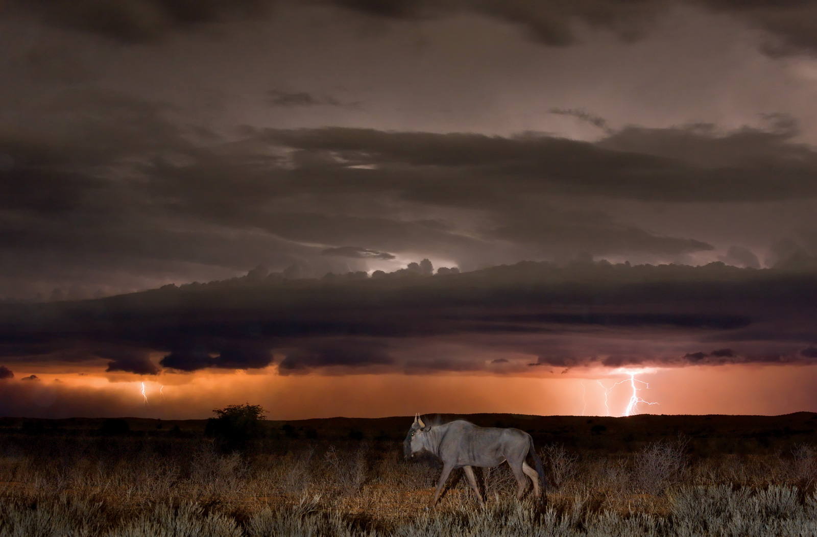 Hannes-Lochner-Kalahari-wildebeest-lightning