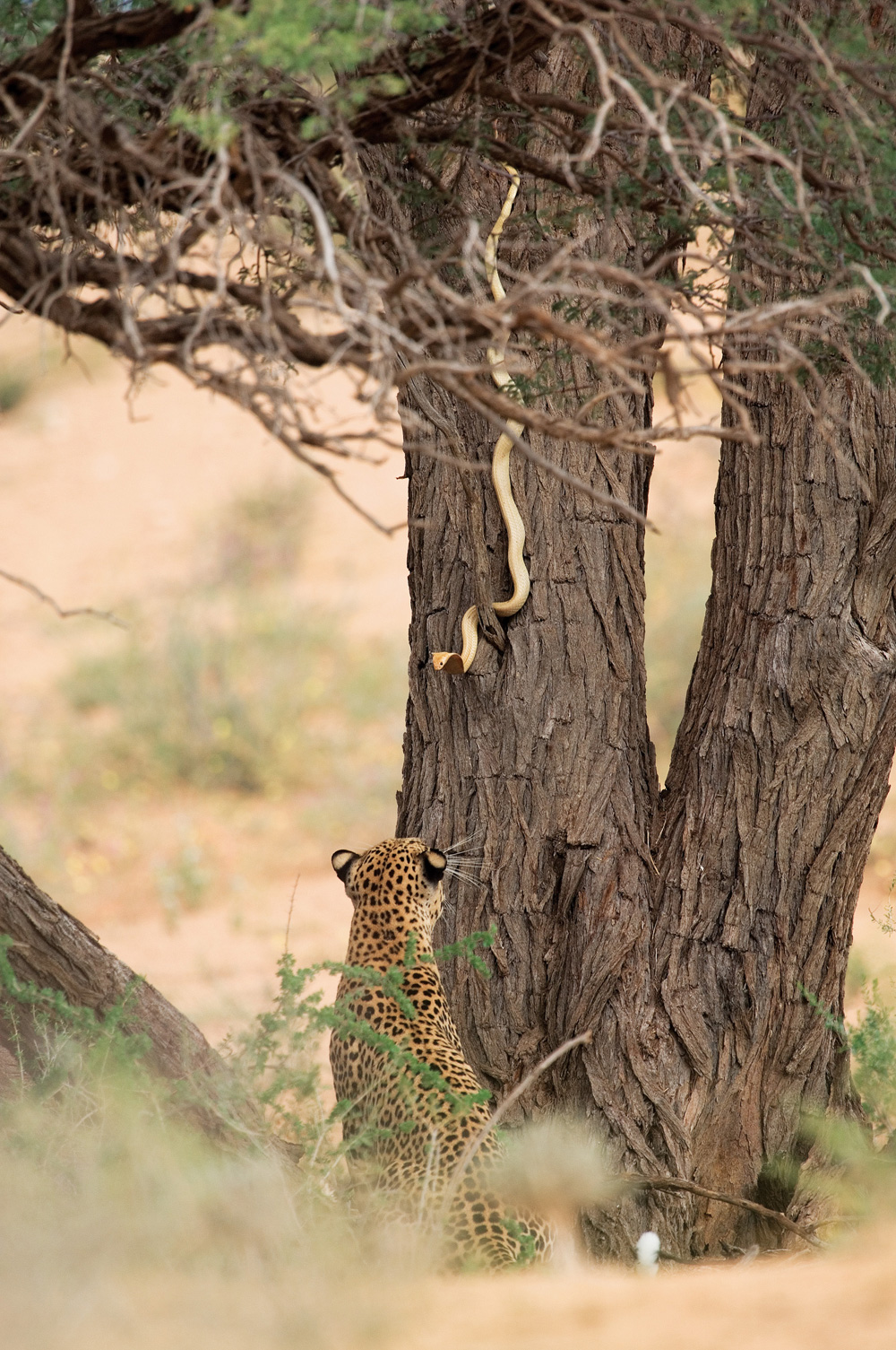 Kalahari