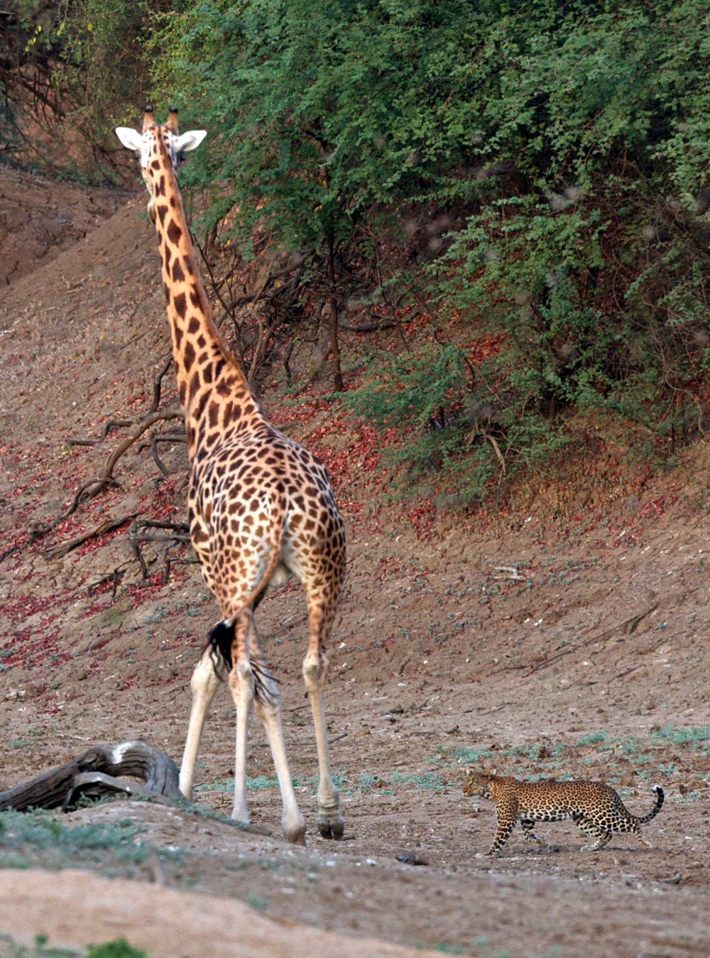 Michael-Lorentz---Zakouma-leopard-giraffe
