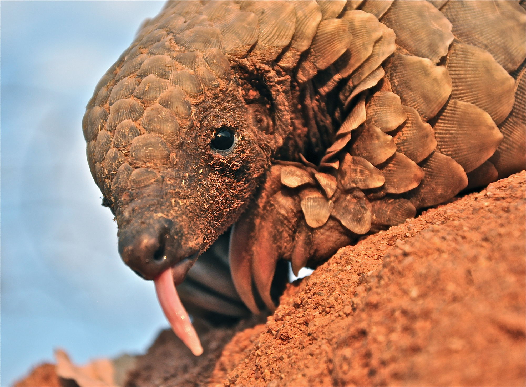 pangolin claws