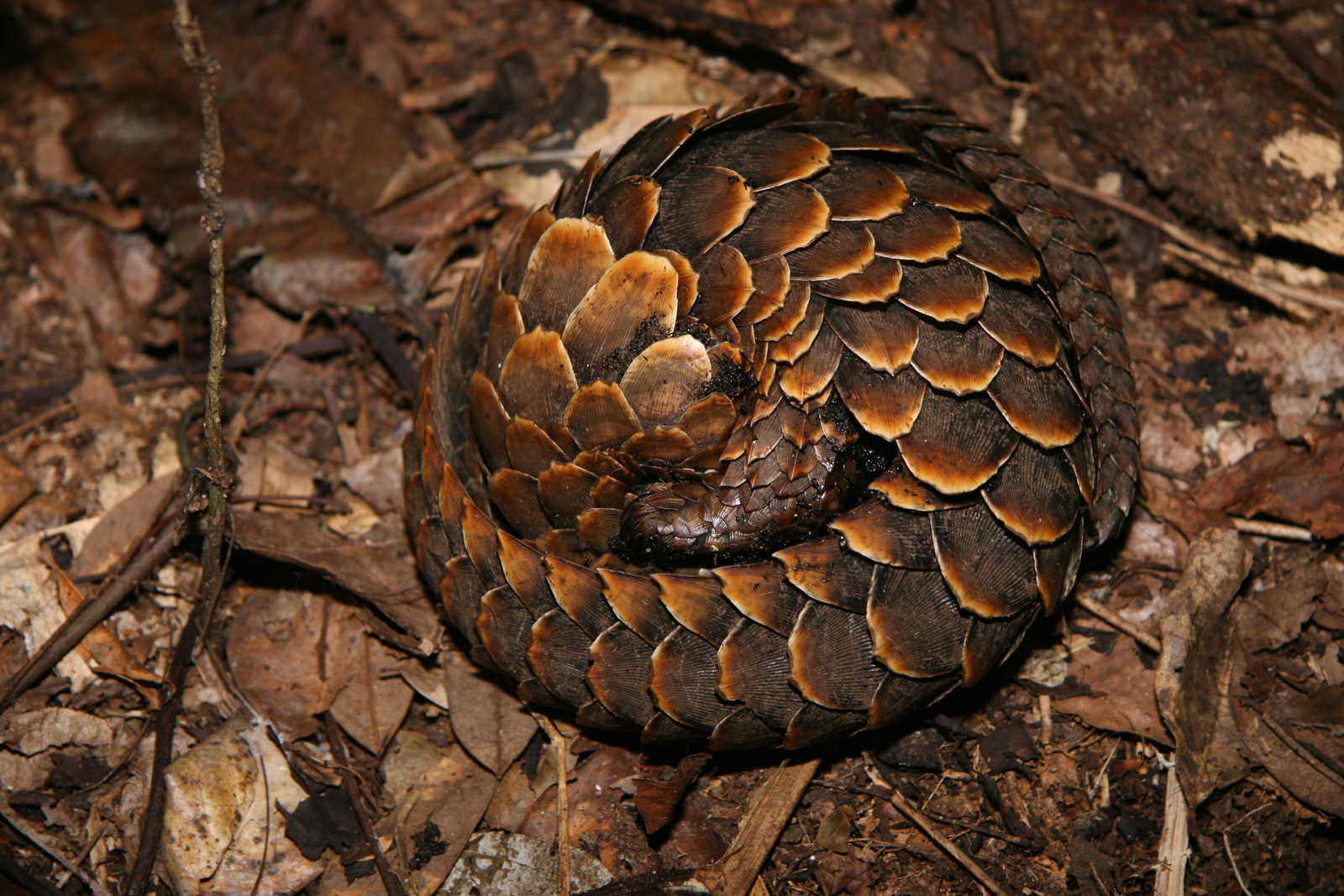 A black-bellied pangolin rolled up