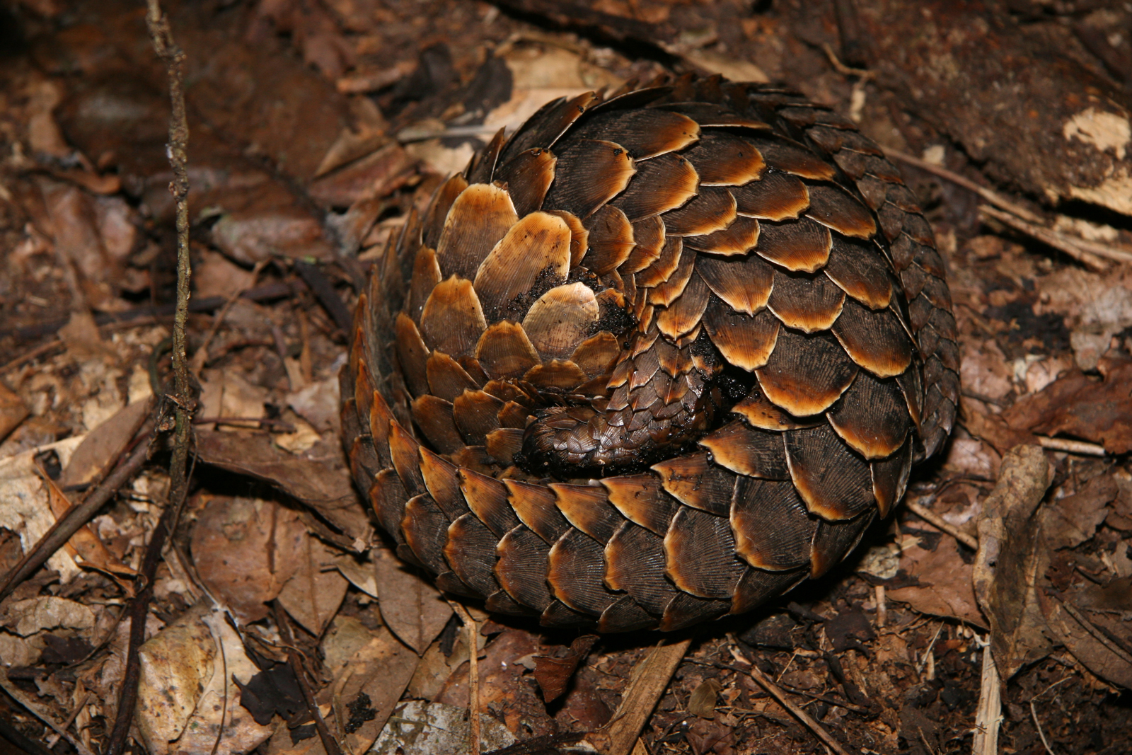 pangolin claws