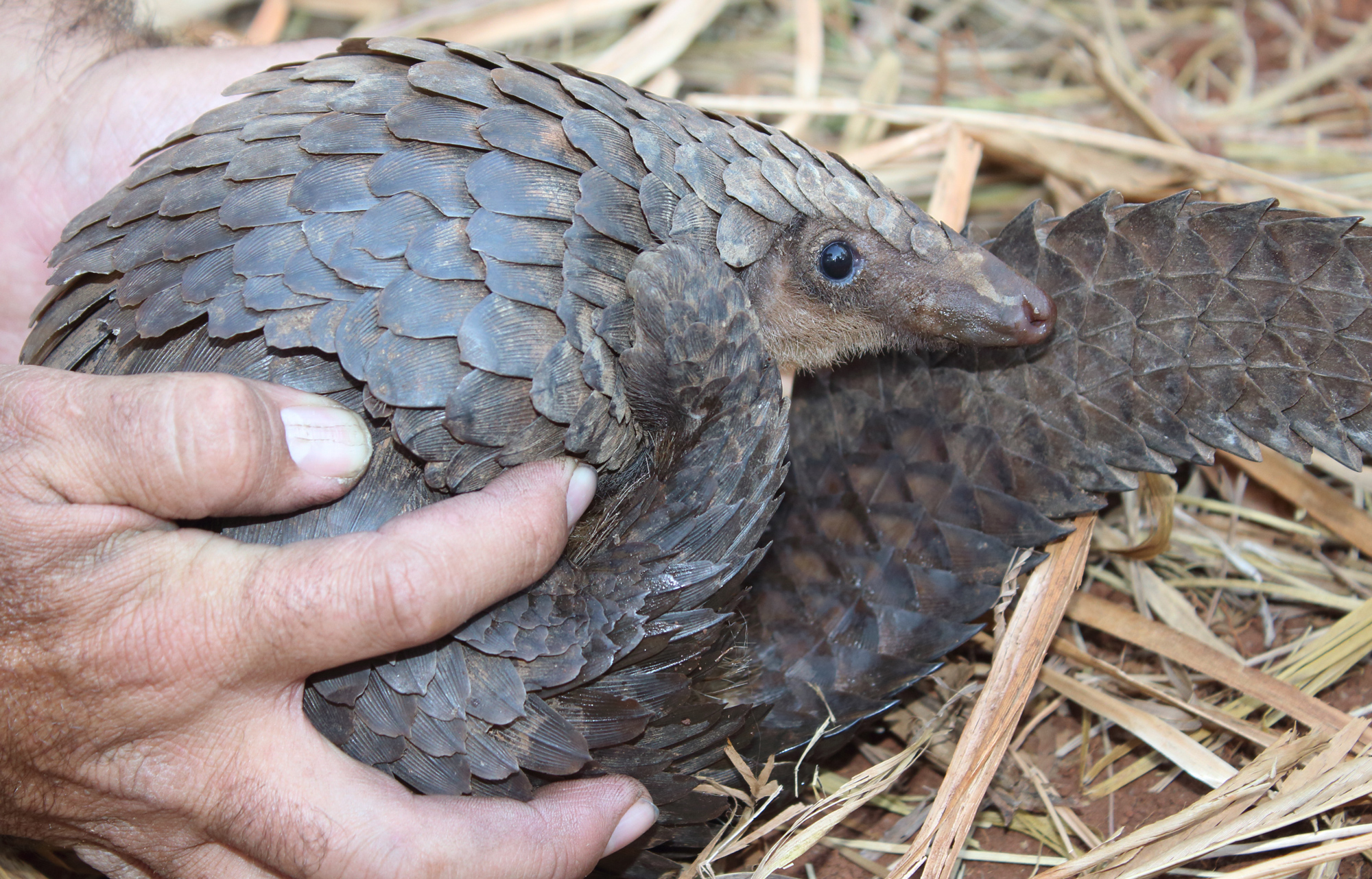 Pangolins