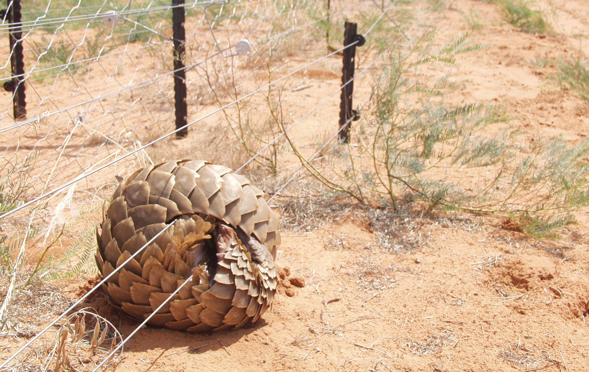 A ground pangolin caught up in an electric fence 