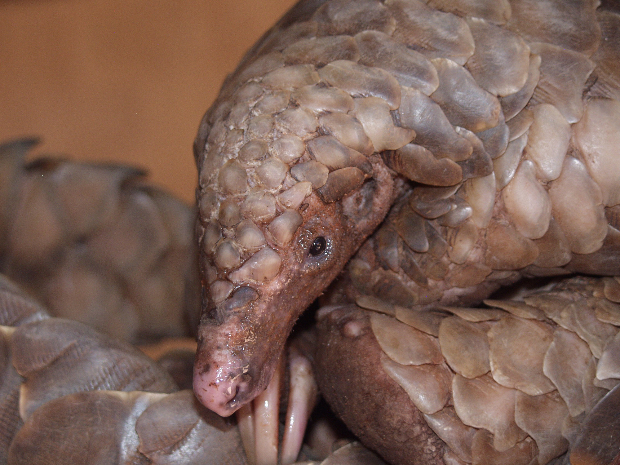 Pangolins