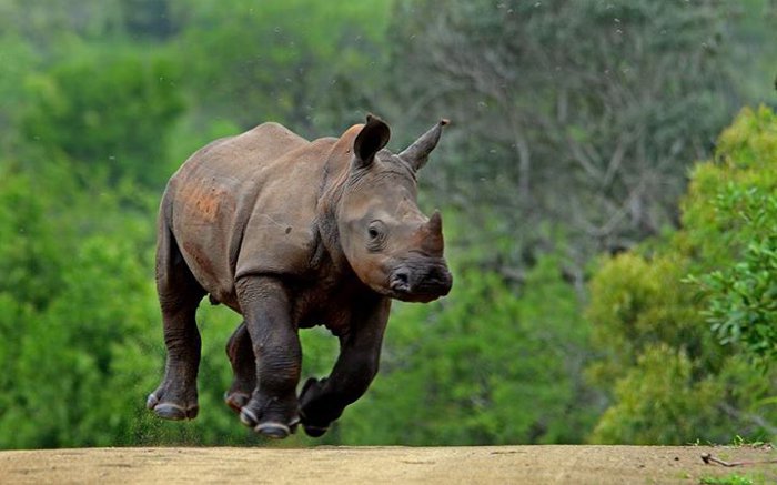 Journée mondiale du rhinocéros 