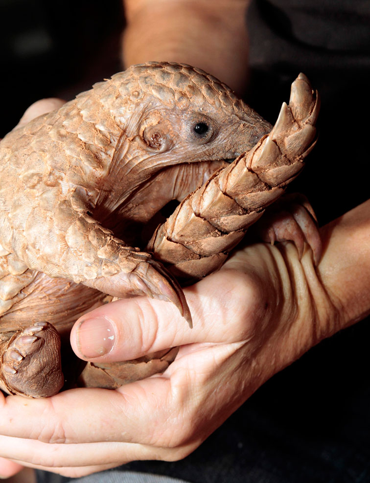 baby-pangolin-scott-hurd-5