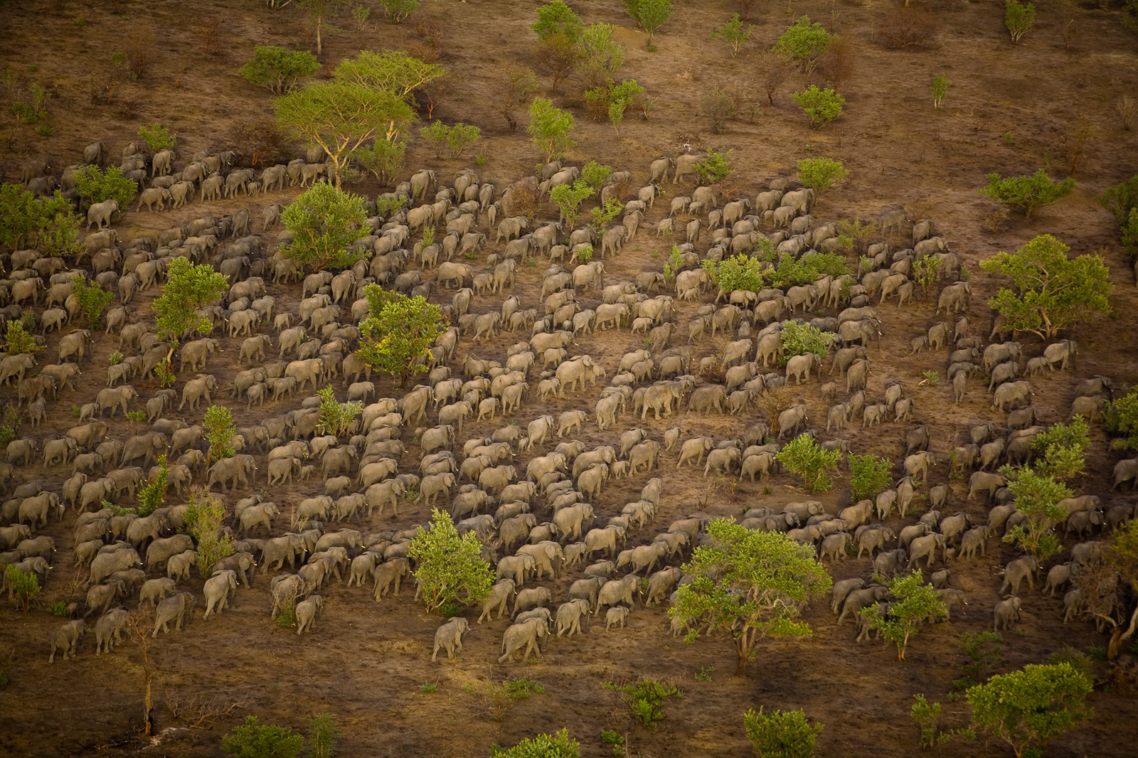 elephant-herd-zakouma