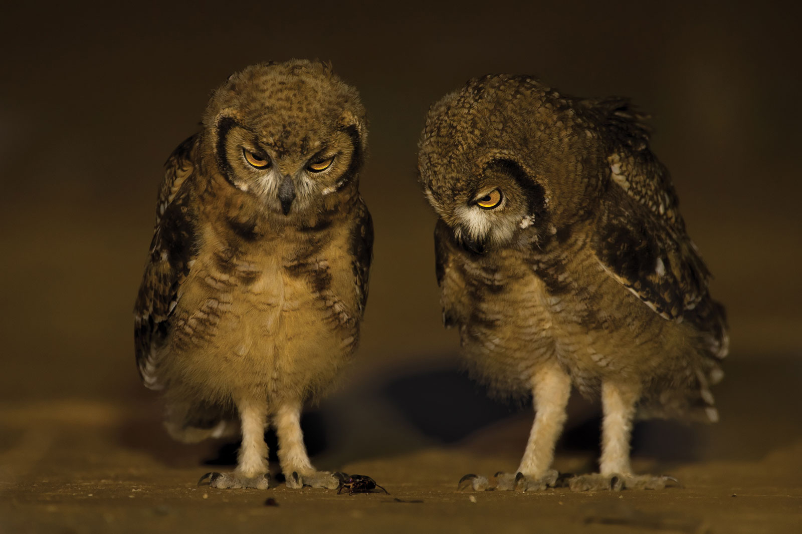 owls-hannes-lochner