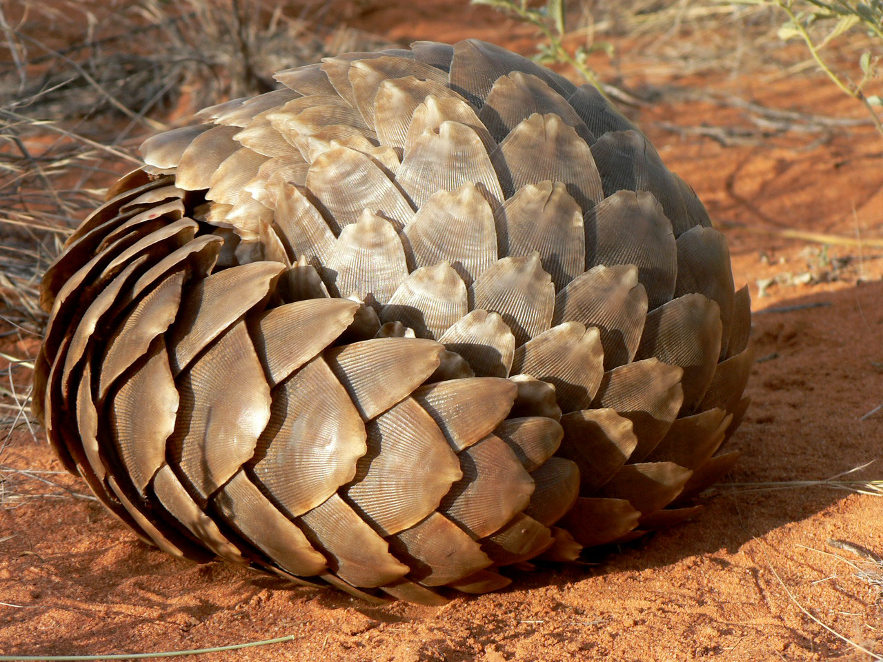 pangolin-curled-up-APWG