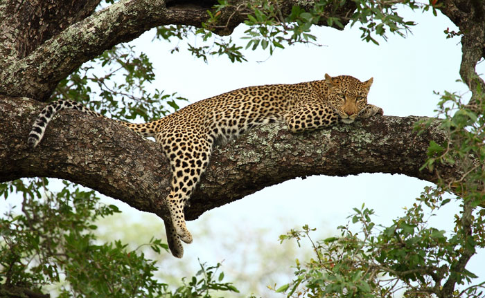 sleeping-leopard.jpg