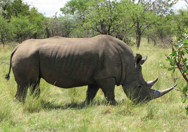 The inconvenient solution to the rhino poaching crisis - Africa Geographic