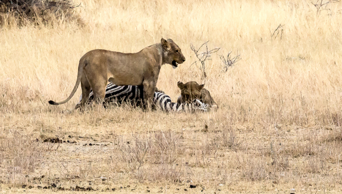 Zebras bite the dust - Africa Geographic