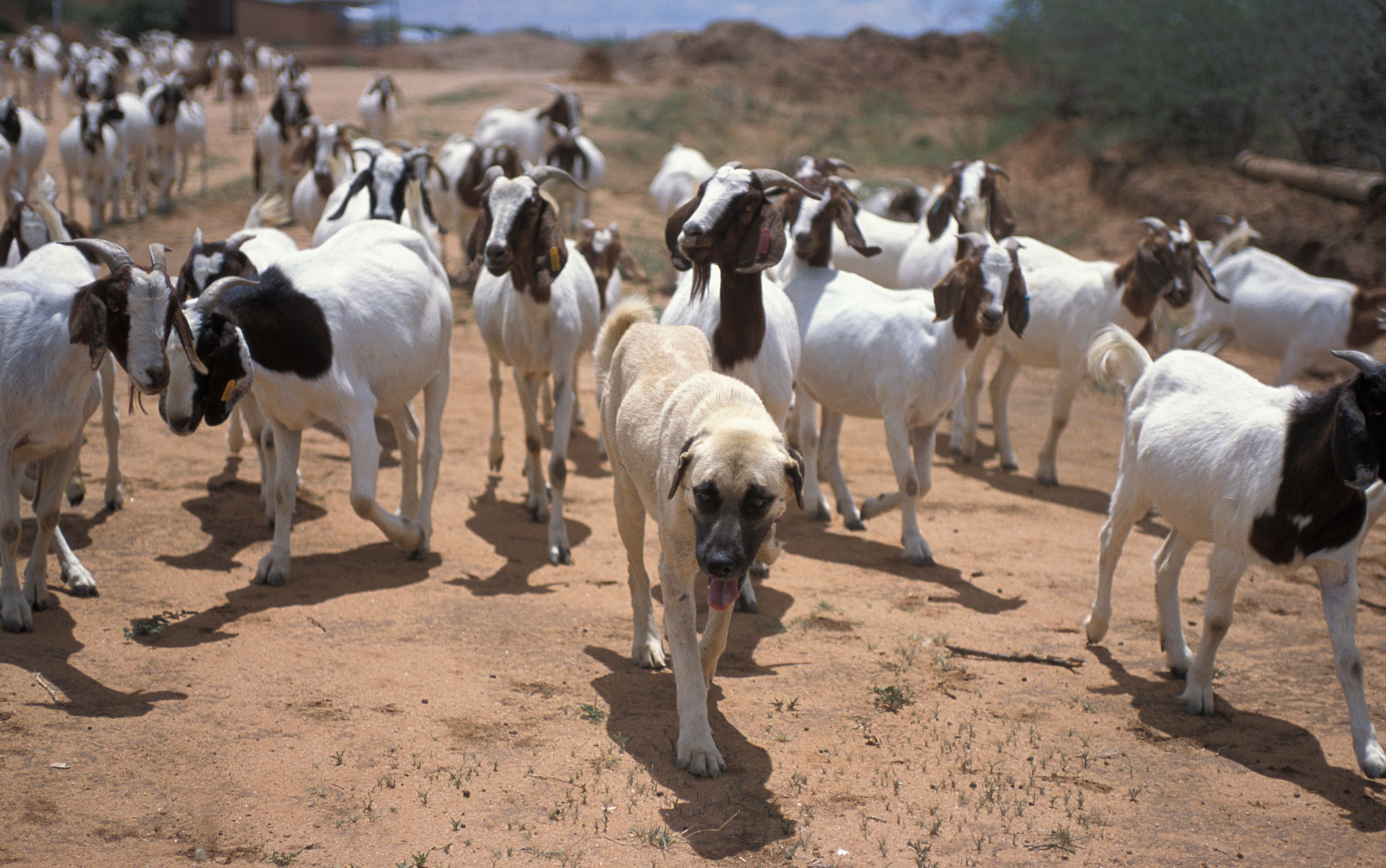 Основа собаки. Anatolian Livestock Guardian.