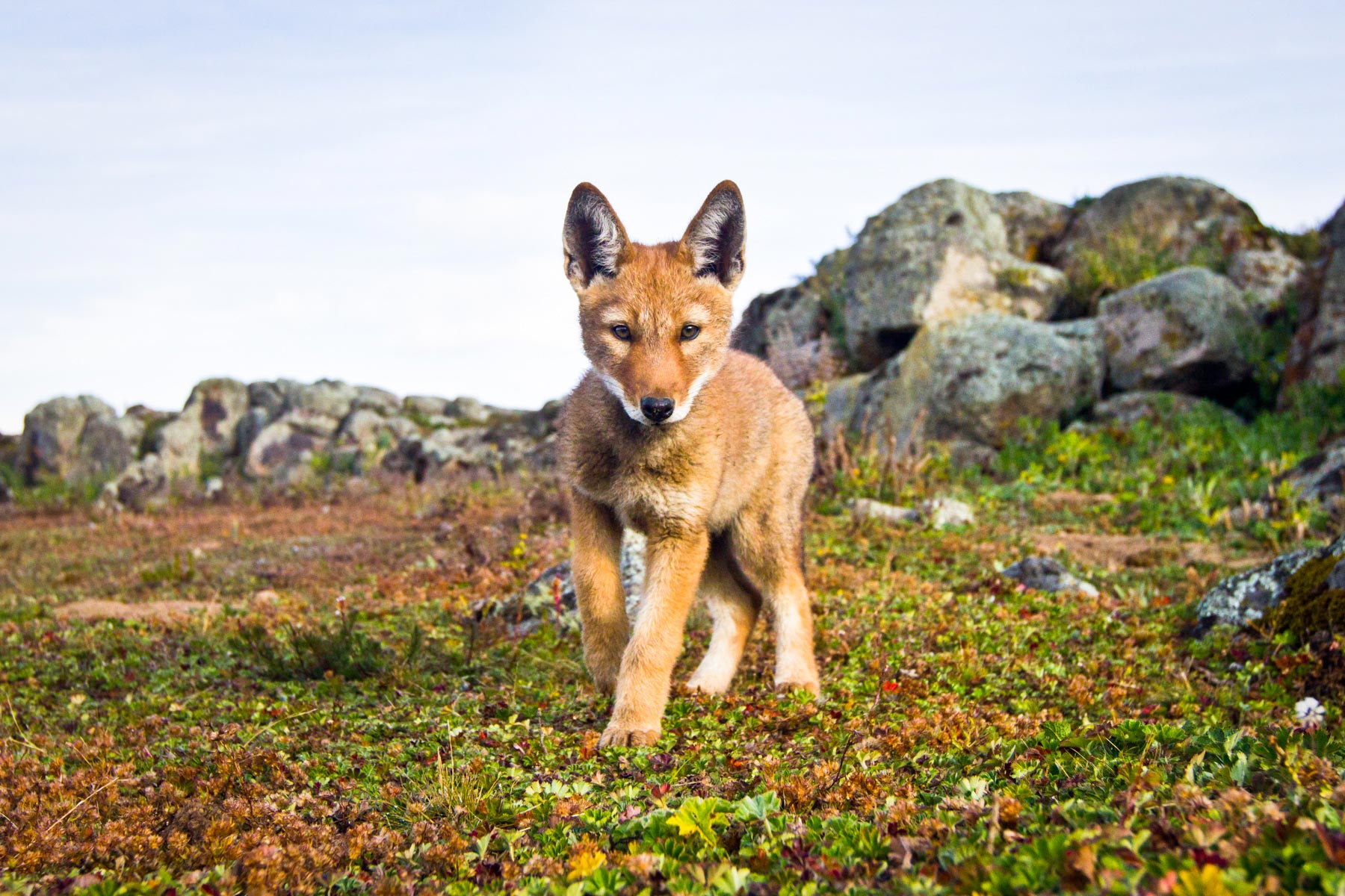 Ehtiopian-wolf-will-burrard-lucas-10